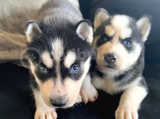 Safkan Mavi Gözlü Maskeli Husky Sibirya Kurdu görsel