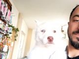 Bir Gözü Yeşil Bir Gözü Mavi Özel Husky