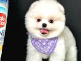 Pomeranian Boo Teddy Bear Yavrularimiz
