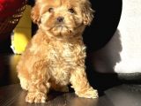 Maltıpoo Bebeklerimiz
