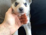 A Kalite Gri Mavi Gözlü Sibirya Kurdu Husky