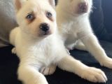 Mükemmel Kalite Kar Beyazı Husky Sibirya Kurdu 2 Aylık