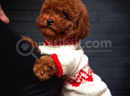 Toy Poodle Red Brown Kore Tip Yavrularimiz görsel