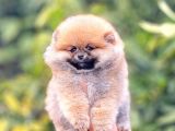 POMERRİAN BOO AYI SURATLI 