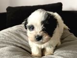 A Kalite Morkie