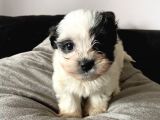 A kalite Morkie