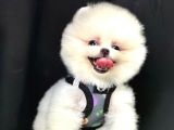 Boo Yüz Pomeranian Boo Yavrular 