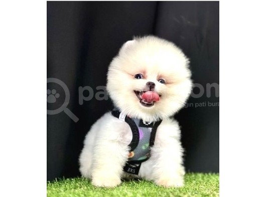 Boo Yüz Pomeranian Boo Yavrular  görsel
