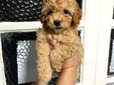 Ailenizin yeni üyesi minik bir toy poodle