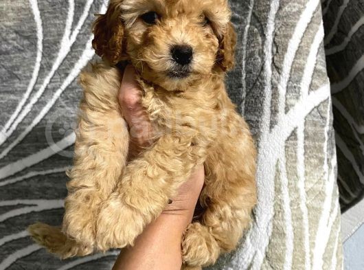 Orjinal Toy Poodle Yavrularım