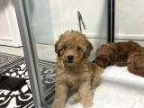 Mini Mini Toy Poodle Bebeklerim
