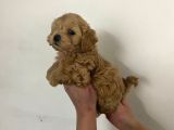 Sıfır Numara Red Maltipo Yavrularım Poodle Kalitesinde