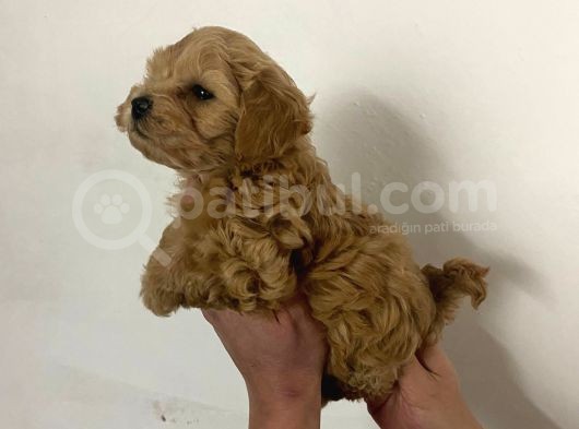 Sıfır Numara Red Maltipo Yavrularım Poodle Kalitesinde görsel