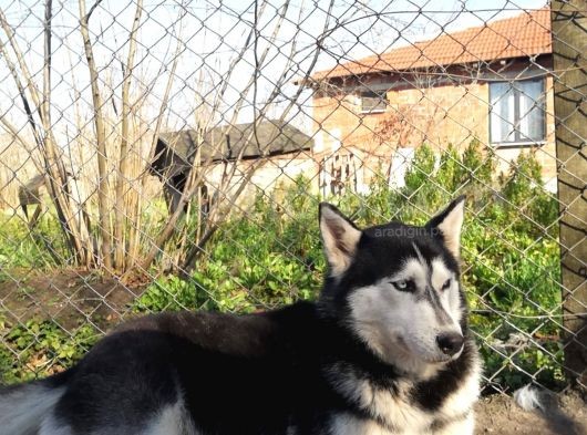 Husky Köpeği̇mi̇ze Yeni̇ Yuva Ariyoruz