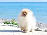 Extra kaliteli pomeranian yavru