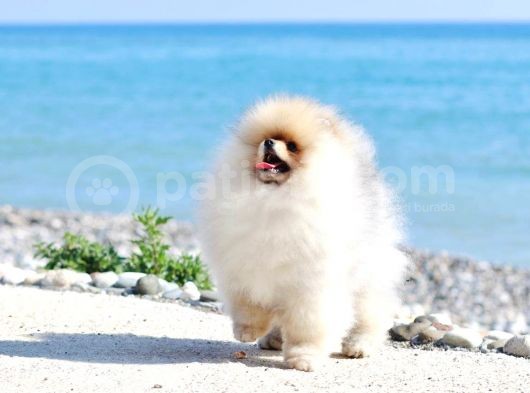 Extra Kaliteli Pomeranian Yavru