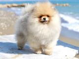 Extra kaliteli pomeranian erkek yavru