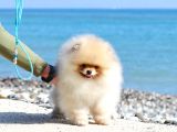 Extra Kaliteli Pomeranian Yavru