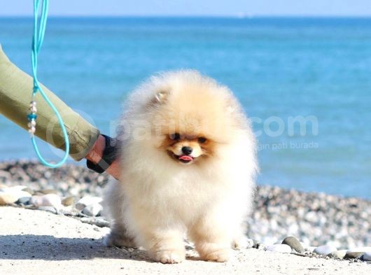 Extra Kaliteli Pomeranian Yavru görsel