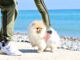 Extra Kaliteli Pomeranian Erkek Yavru
