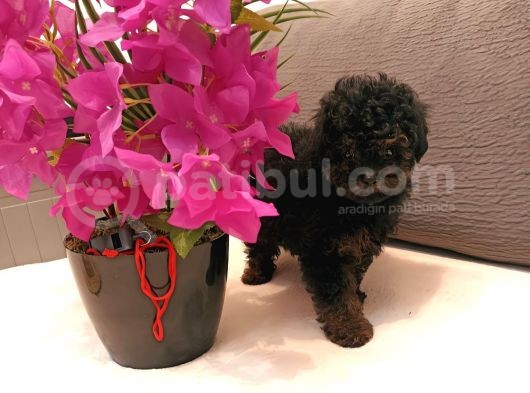 Çikolata Siyah Özel Renk Erkek Toy Poodle görsel