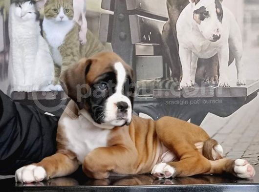 Fci Seçereli Boxer görsel