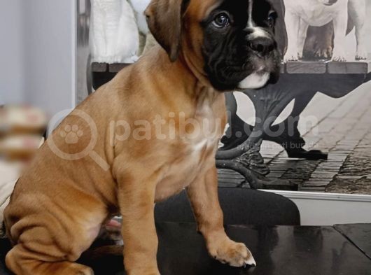Fci Seçereli Boxer görsel