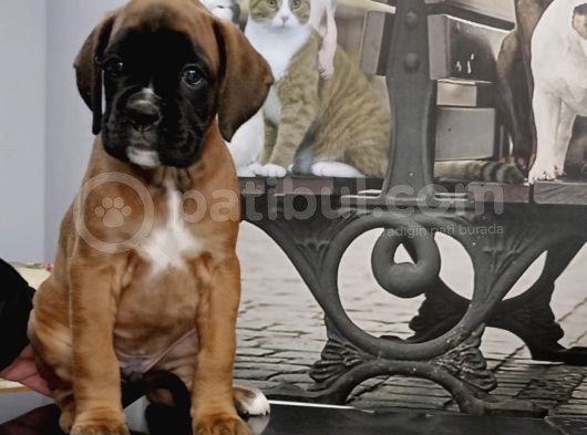 Fci Seçereli Boxer