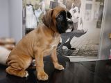 Fci Seçereli Boxer