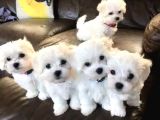 Orjinal Maltese Yavrular