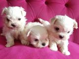 Orjinal maltese yavrular