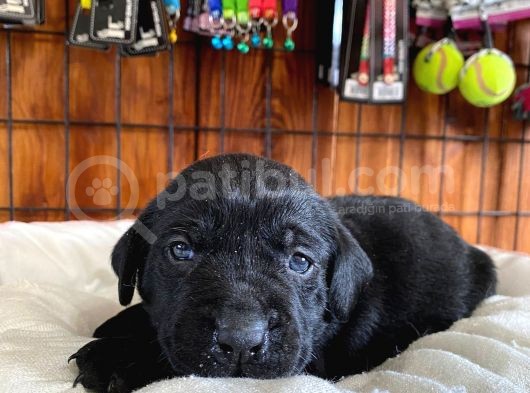 A Kalite Labrador Retriever Yavrularımız görsel
