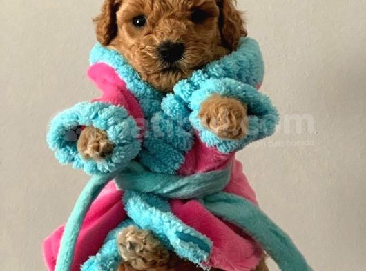 Showclass Toypoodle  Yavrular görsel