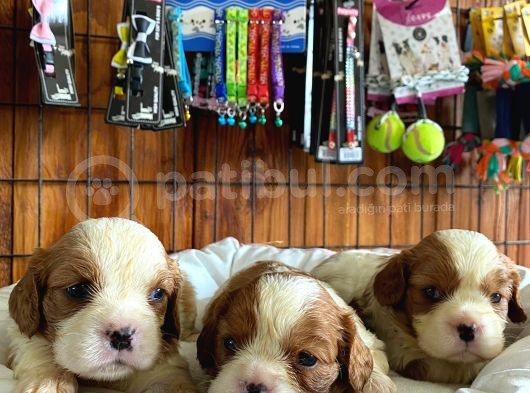 Tüm İhtişamıyla Cavalier King Charles Spaniel görsel