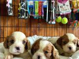 Tüm İhtişamıyla Cavalier King Charles Spaniel