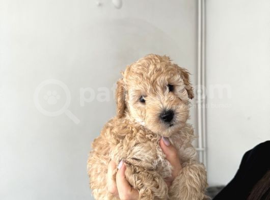 Poodle Köpek görsel