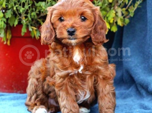 Tooy Poodle Yavrumuz 0 Teacup 