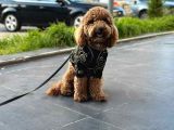 TOOY POODLE YAVRUMUZ 0 TEACUP 