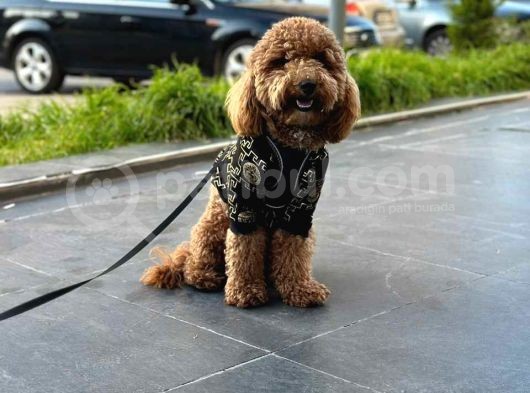 Tooy Poodle Yavrumuz 0 Teacup 