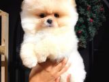 Muhteşem Güzellikte Pomeranian Teddy Bear Bebekler