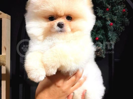 Muhteşem Güzellikte Pomeranian Teddy Bear Bebekler görsel