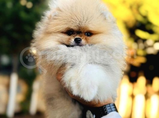 Show Class Pomeranian Bebebekler