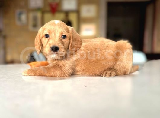 Labradoodle Mi̇ni̇kler görsel