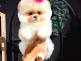 Muhteşem Güzellikte Pomeranian Teddy Bear Bebekler