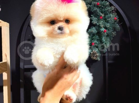 Muhteşem Güzellikte Pomeranian Teddy Bear Bebekler görsel