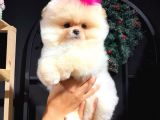 Muhteşem Güzellikte Pomeranian Teddy Bear Bebekler