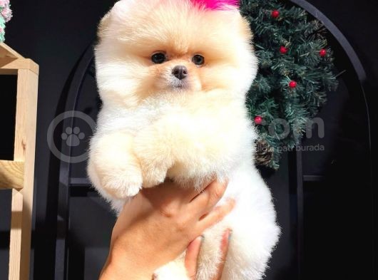 Muhteşem Güzellikte Pomeranian Teddy Bear Bebekler görsel