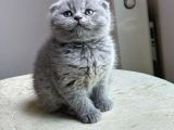 Beyaz Ve Gri Safkan Bri̇ti̇sh Kedi̇leri̇mi̇z Hazirdir