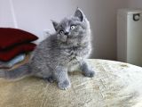 Beyaz Ve Gri Safkan Bri̇ti̇sh Kedi̇leri̇mi̇z Hazirdir