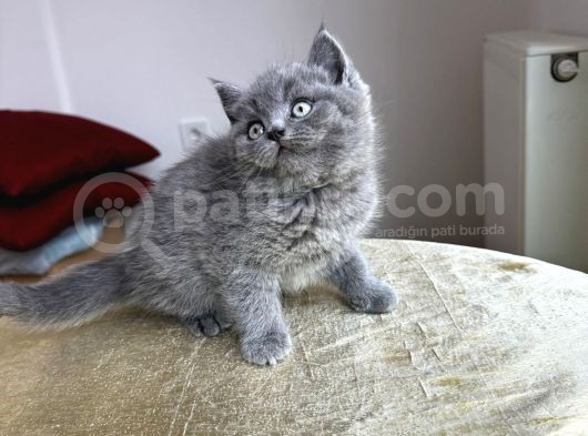 Beyaz Ve Gri Safkan Bri̇ti̇sh Kedi̇leri̇mi̇z Hazirdir görsel